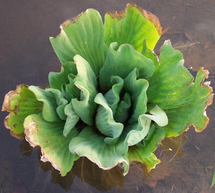 Water Lettuce_weed_KBunn 2.jpg